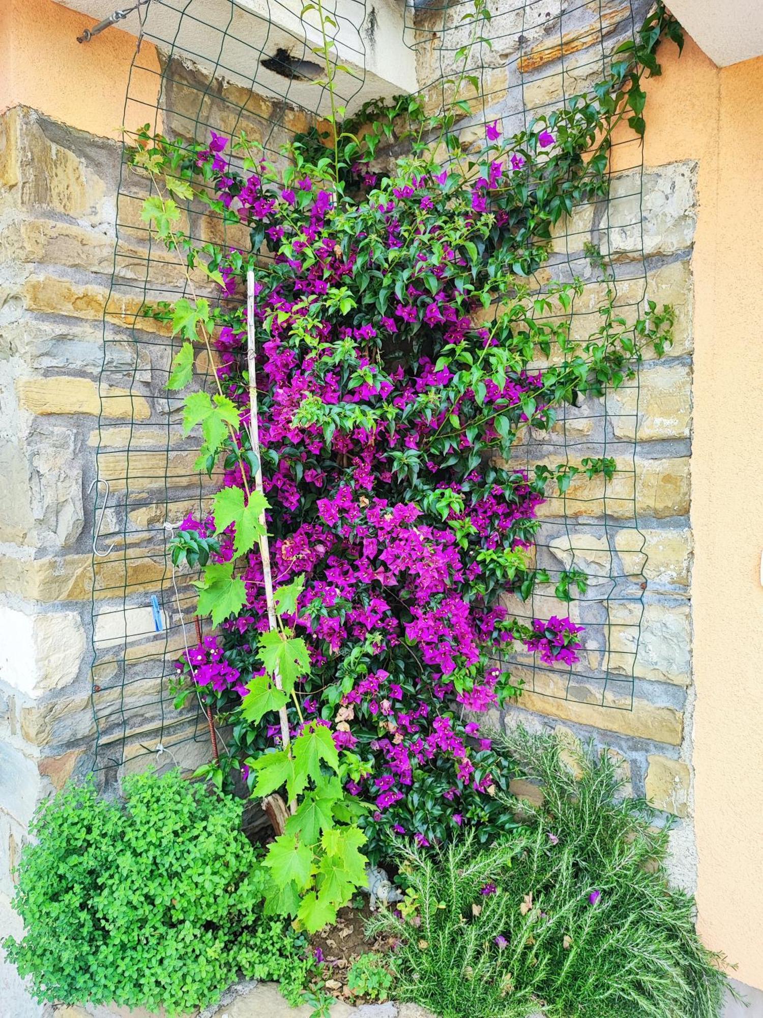 Apartment Wine & Olive Oil Mofardin Копер Экстерьер фото