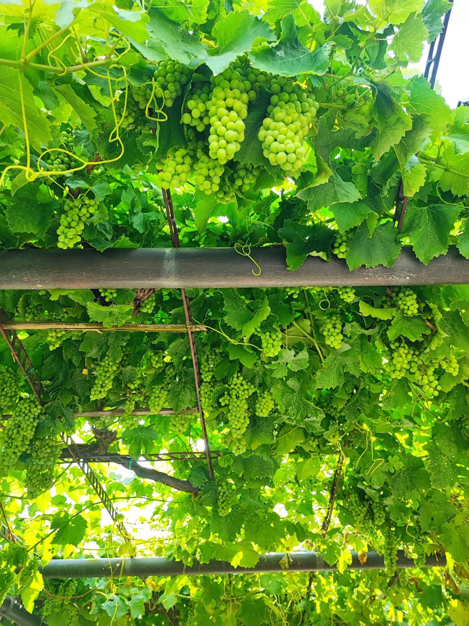 Apartment Wine & Olive Oil Mofardin Копер Экстерьер фото