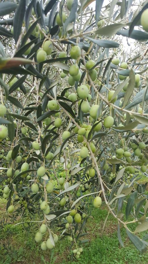 Apartment Wine & Olive Oil Mofardin Копер Экстерьер фото